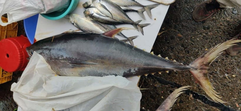 Mumbai Coastal Cooking: From Fishing Net to Flavourful Plate - Price and Time: Is $21 per Person Good Value for 3 Hours?