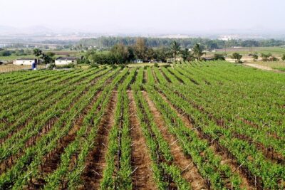 Sula Vineyards Day tour from either Mumbai OR Nashik - Price and value: what $115 buys you (and what it doesn’t)